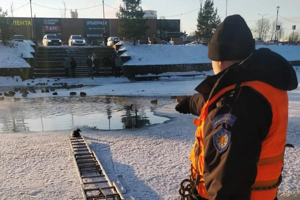 Оперение крыльев утки вмерзло в лед реки Нары. Фото: телеграм-канал ГКУ МО «Мособлпожспас»