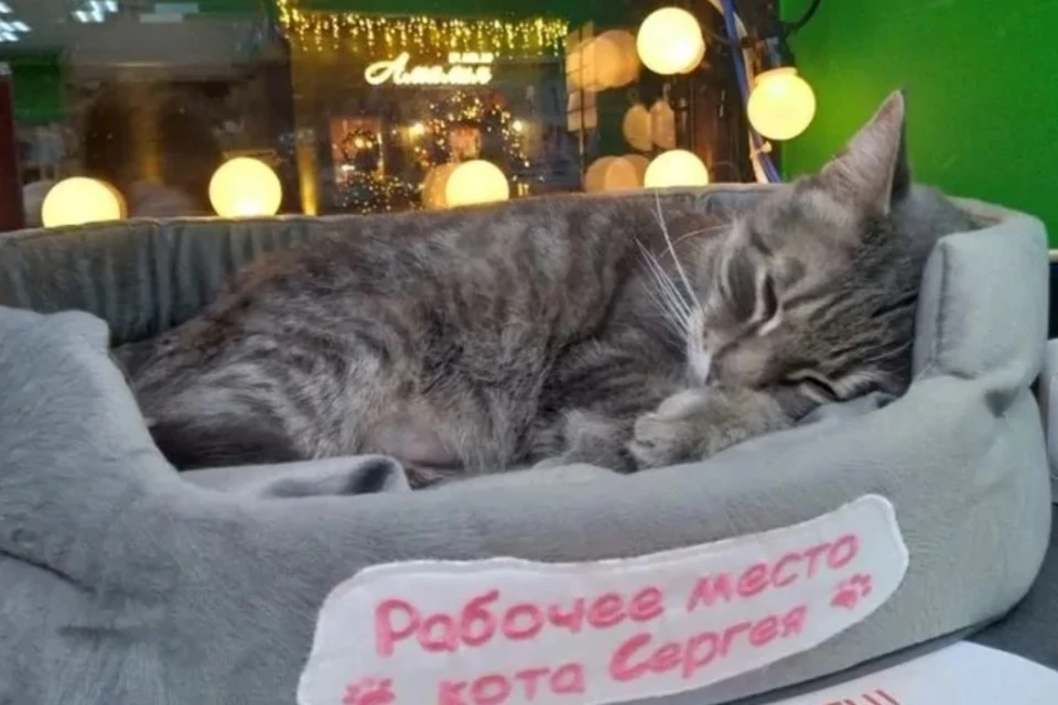 Кот Франц из Смольного пригласил уволенного "коллегу" Сергея на работу фото: соцсети, группа ВК "Зеленоградск подслушано"