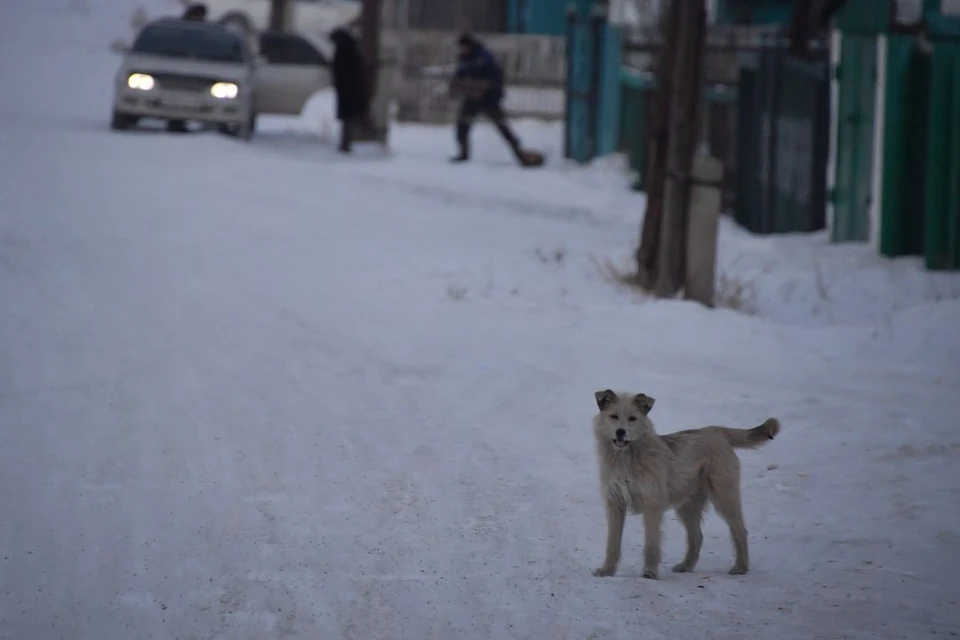 Собака на самовыгуле пыталась напасть на маму с ребенком под Новосибирском.