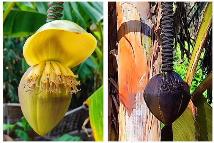 Teplomilný Basio kvete na Krymu, ale nenese ovoce. Foto: Natalia Vakhrusheva/Nikitsky Botanical Garden (NBS-NSC RAS)/Vk