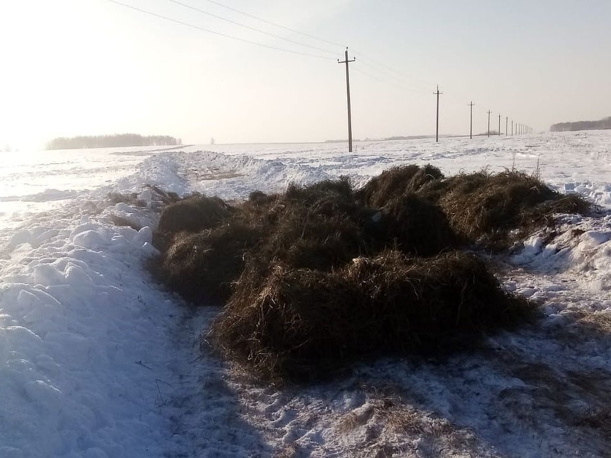 В Новосибирской области обезопасили Куйбышев от косуль - KP.RU