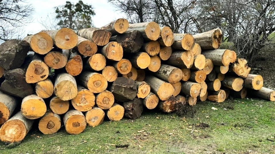 Директор воронежской фирмы отправлял на грузовиках в Таджикистан и Узбекистан лесоматериалы из особо ценных пород древесины