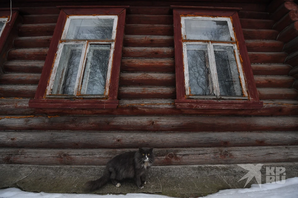 Бешеную кошку обнаружили в Михайлове Рязанской области.