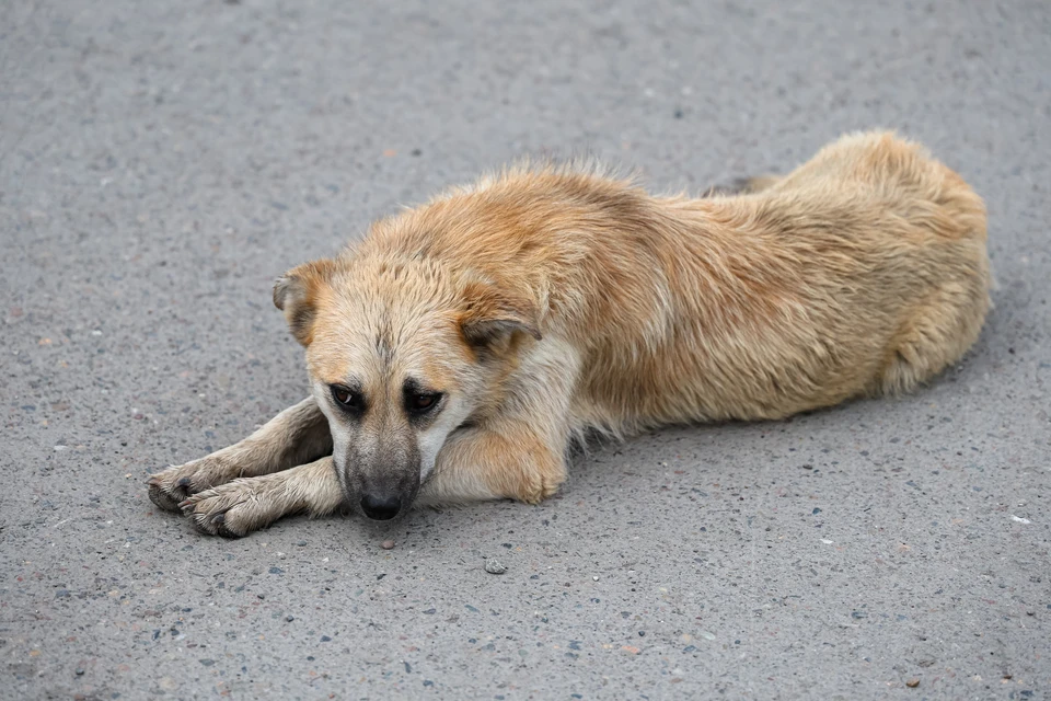 В одном из районов Красноярского края просят разрешить эвтаназию бродячих собак
