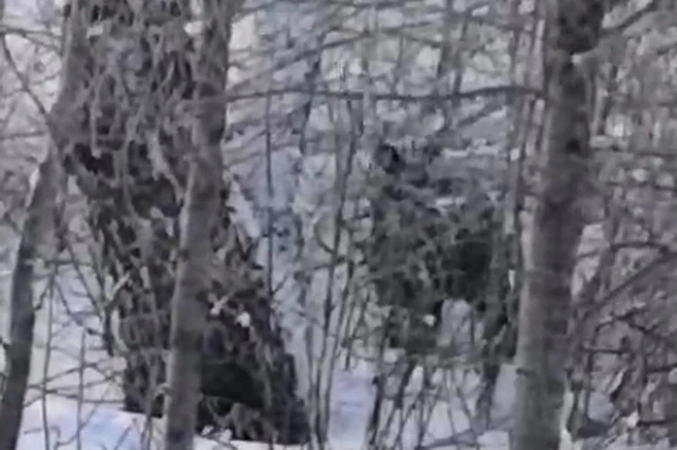 Олень спрятался среди деревьев. Фото: скриншот из видео