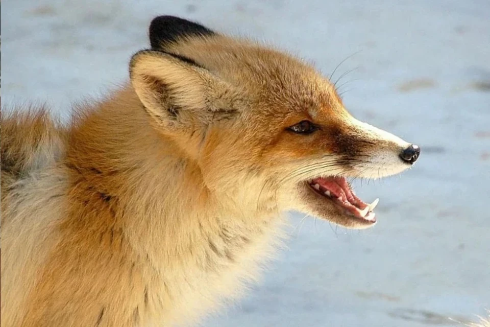 Из-за лисицы в Пижанском районе ввели карантин по бешенству