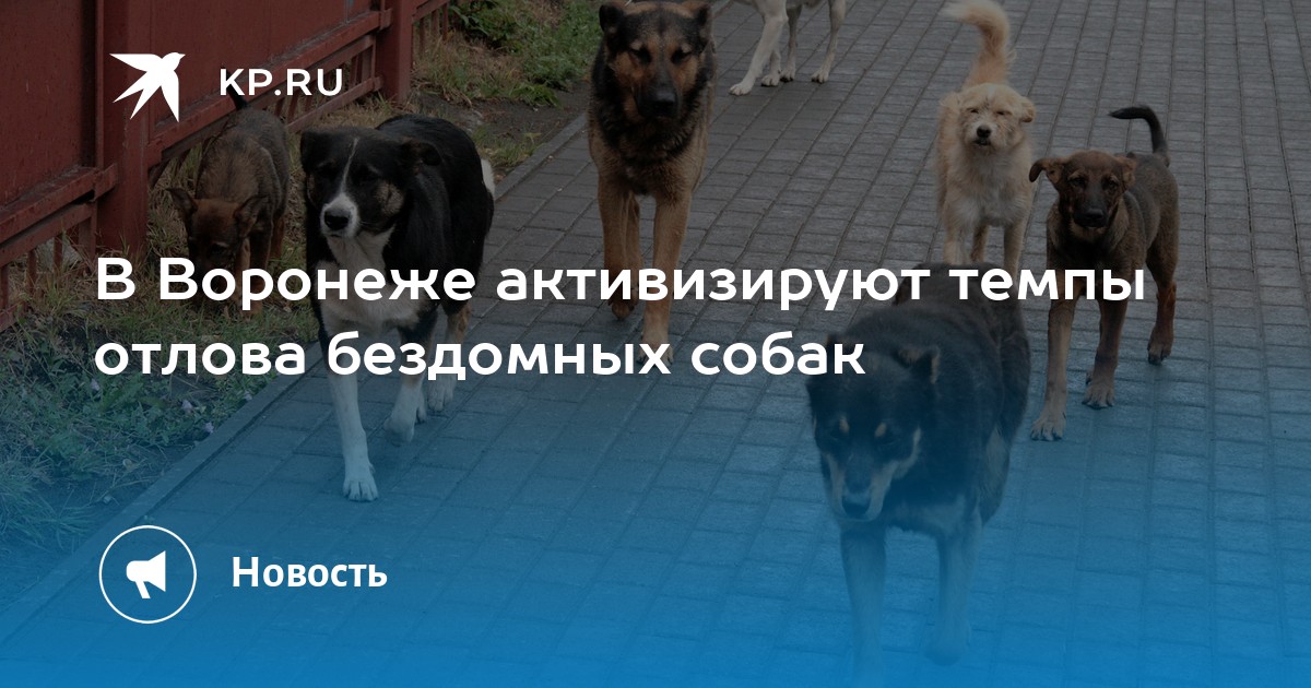 В Воронеже активизируют темпы отлова бездомных собак - KP.RU