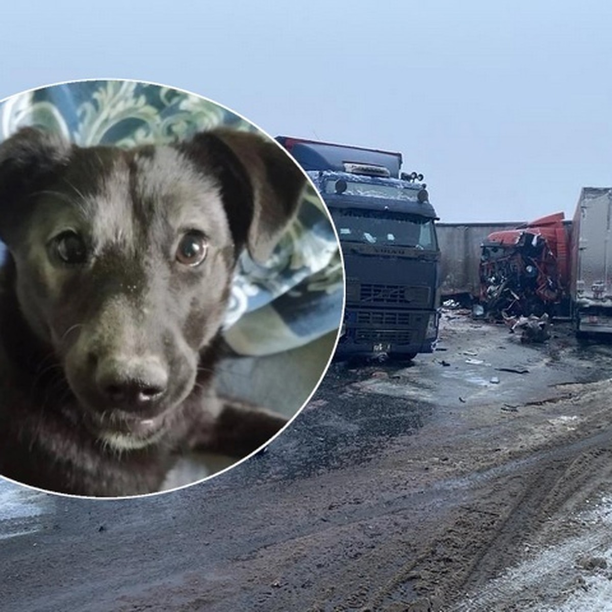 Взяли из приюта еще щенком»: жительница Новосибирска попала в Башкирии в  аварию и потеряла любимую собаку - KP.RU