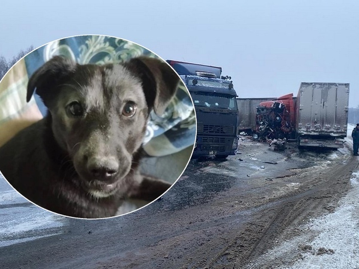 Взяли из приюта еще щенком»: жительница Новосибирска попала в Башкирии в  аварию и потеряла любимую собаку - KP.RU