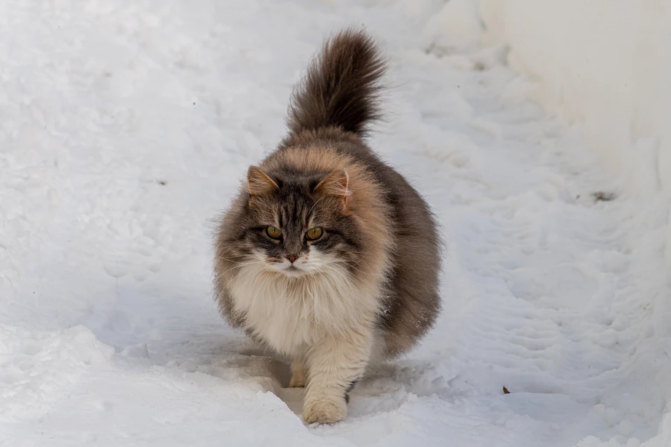 «Кис-кис» поймут только русские кошки.