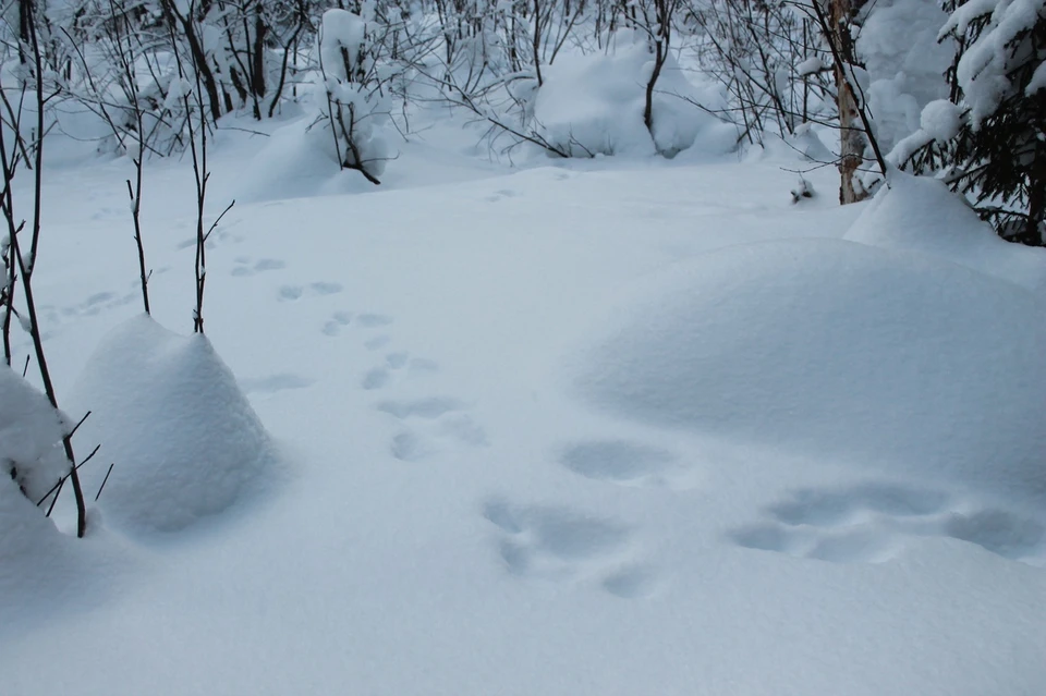 За месяц районы Коми «перевыполнили» норму по снегу. Фото: Екатерина ЧЕРНУХА.