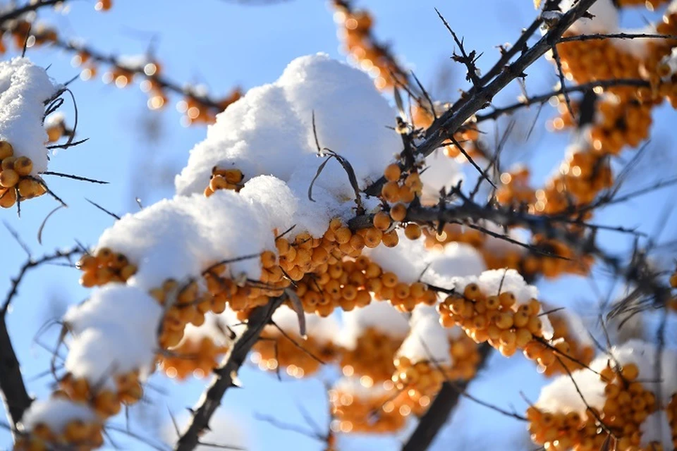 Погода без осадков сохранится в Хабаровском крае 10 февраля