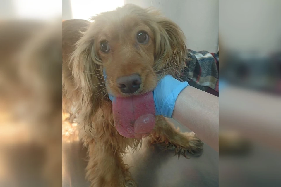 Из-за волдыря собака не могла даже засунуть язык в пасть. Фото: Департамент ветеринарии Якутии
