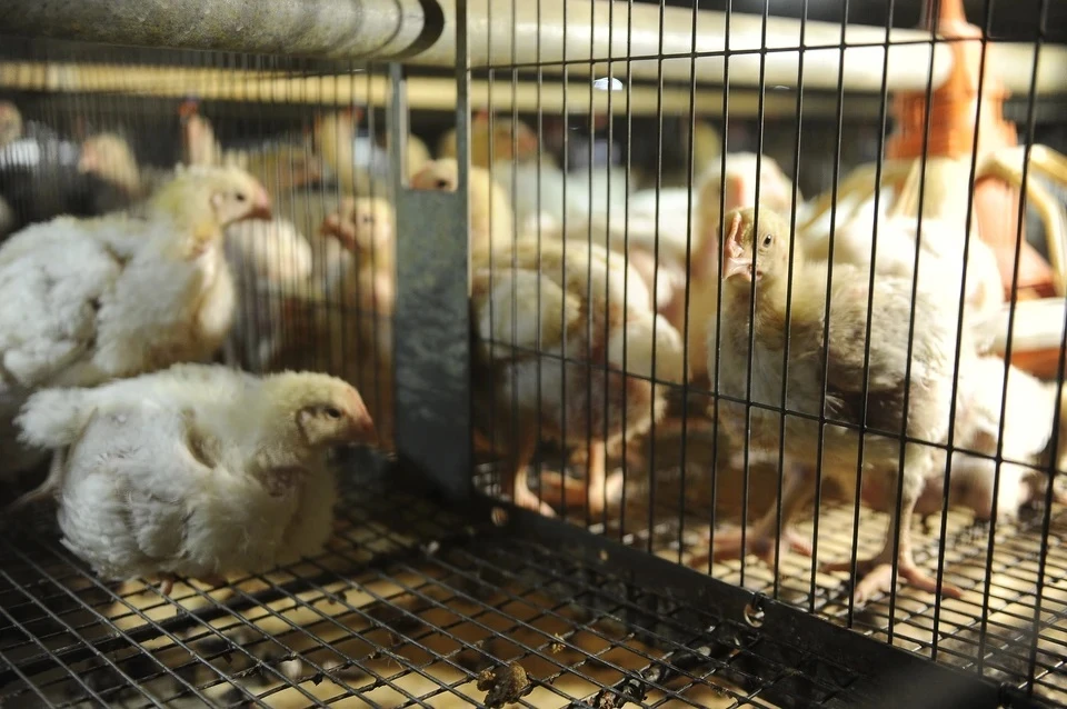 Федеральный центр охраны здоровья животных подтвердил вирус гриппа птиц в материалах с птицефабрики «Островная»