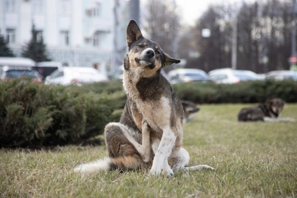 Бесплатная стерилизация собак и кошек пройдет в Луганске 16-18 февраля