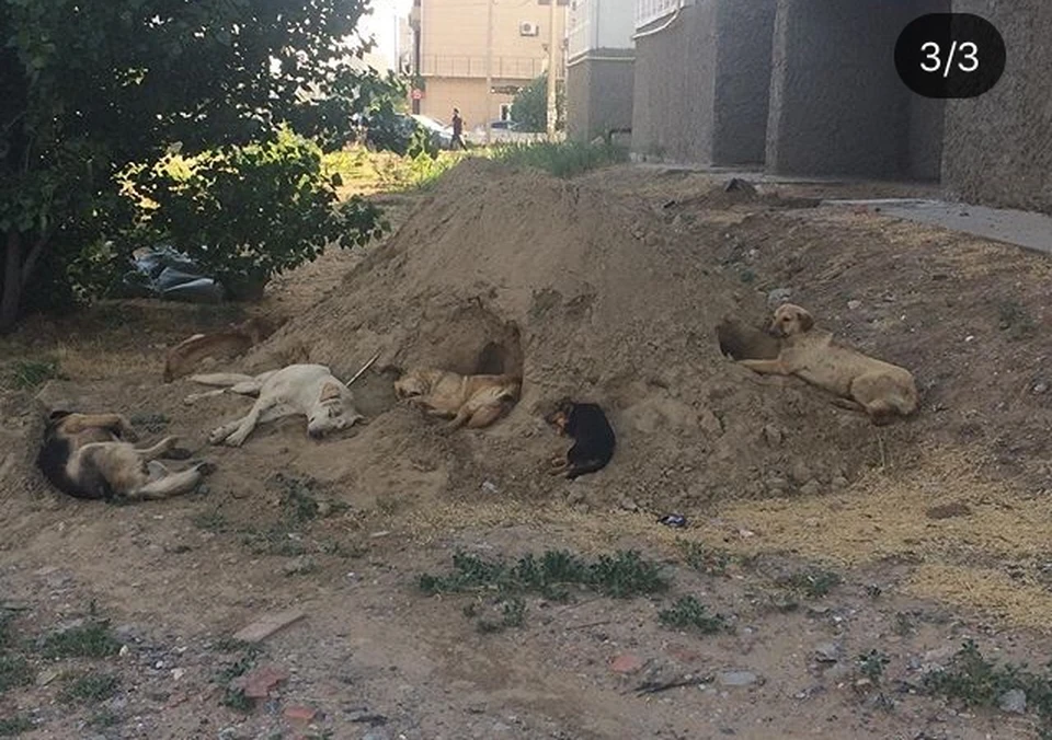 В Астрахани утверждён перечень заболеваний собак, при которых их будут усыплять