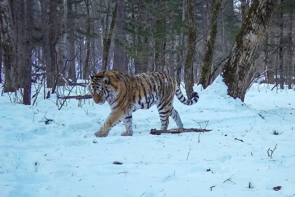 Тигрица гуляет после акта любви. Фото: amurtigercenter