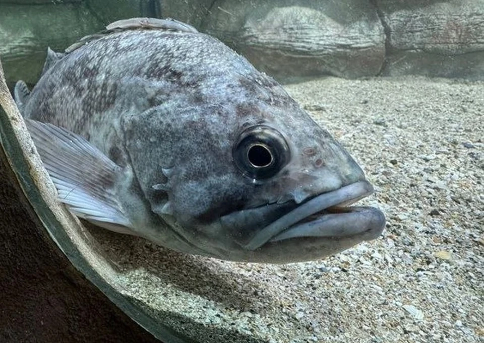 Алуштинский аквариум в Крыму объявил награду за поимку опасного групера, фото: Виктор Жиленко