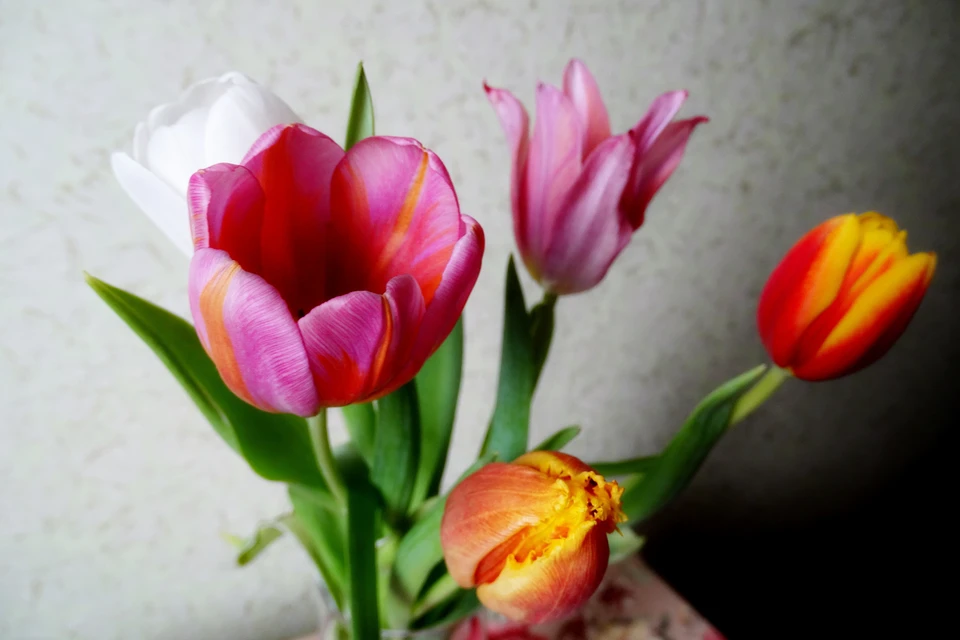 К 8 Марта в Липецке вырастили 50 тысяч тюльпанов