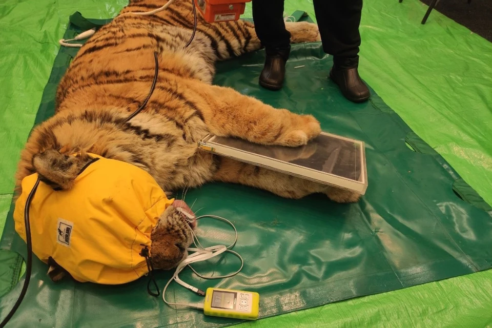 Дикого тигра из Приморского края привезли на лечение в хоспис под Петербургом. Фото: "Госпиталь Дикой Природы" / vk.com