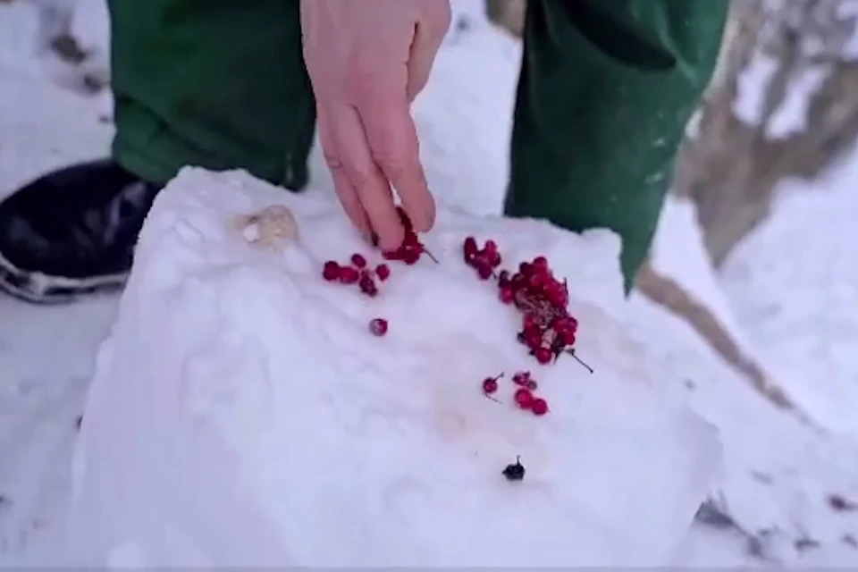 Белой медведице Айке в Московском зоопарке подарили рыбно-фруктово-ягодный торт Фото: стоп-кадр из видео