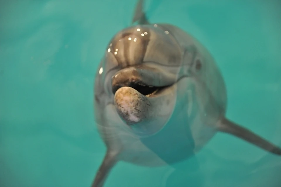 Дельфина спасли на пляже под Евпаторией