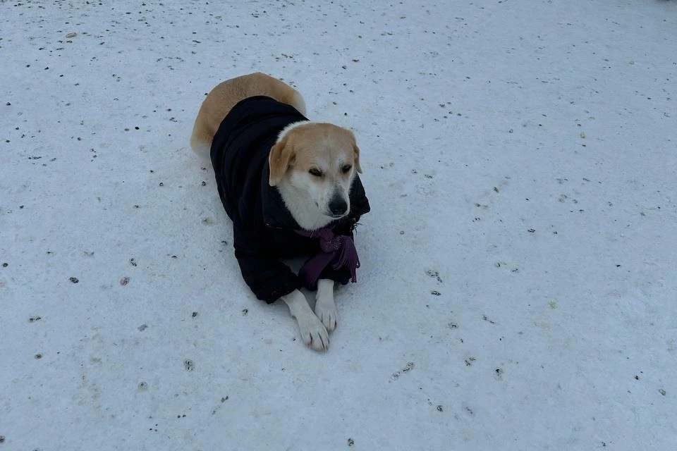 Жители Сургута одевают бездомную собаку во время морозов. Фото: соцсети