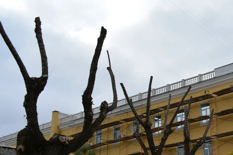 Массовая обрезка деревьев началась в Волгограде