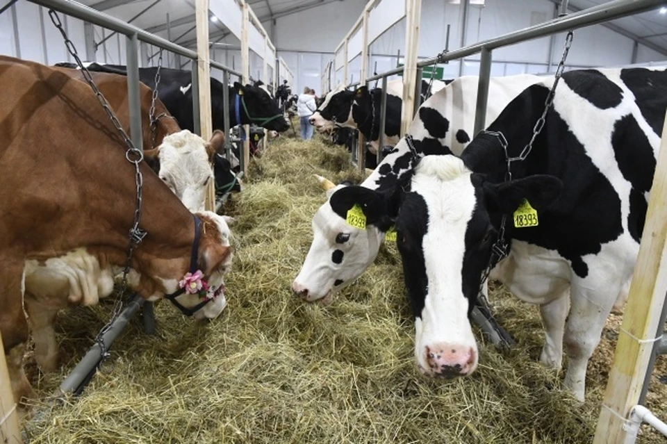 Суд приостановил деятельность фермы в Коми, где погибли коровы