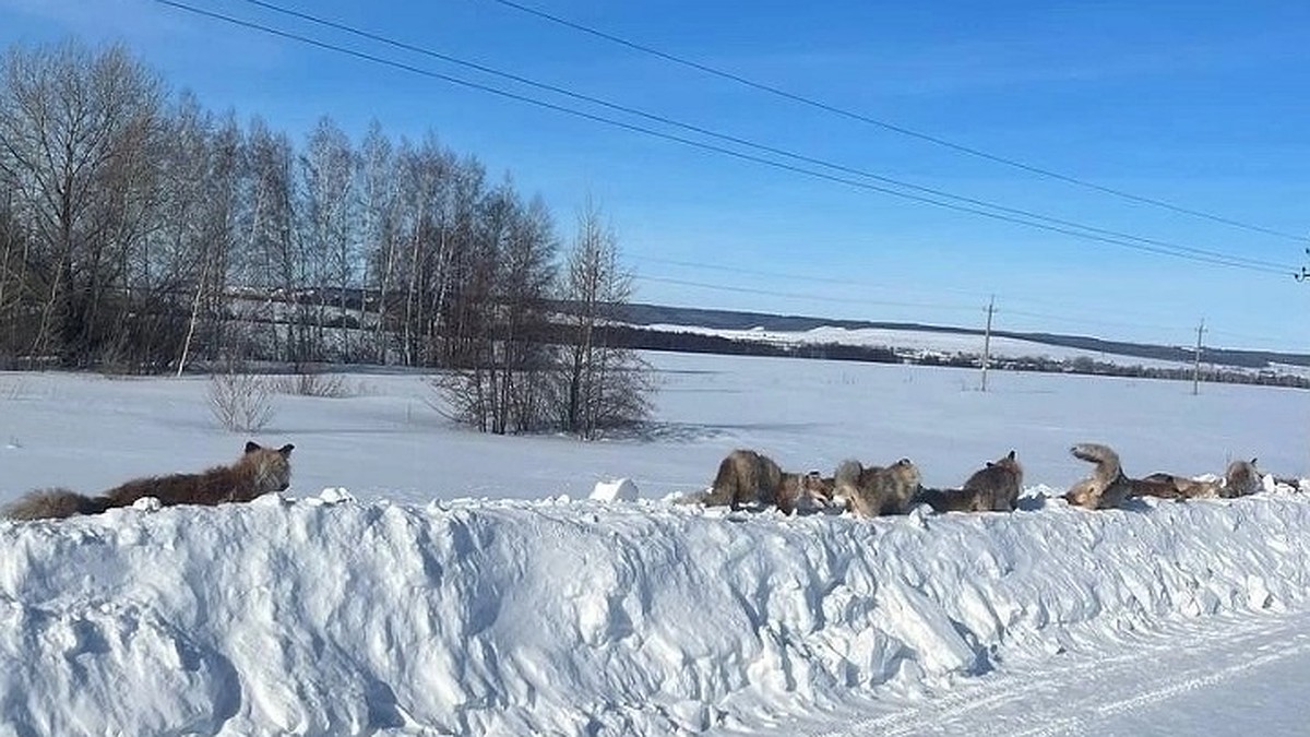 Убили и расставили вдоль дороги: жителей Самарской области напугала  инсталляция из мертвых лис - KP.RU