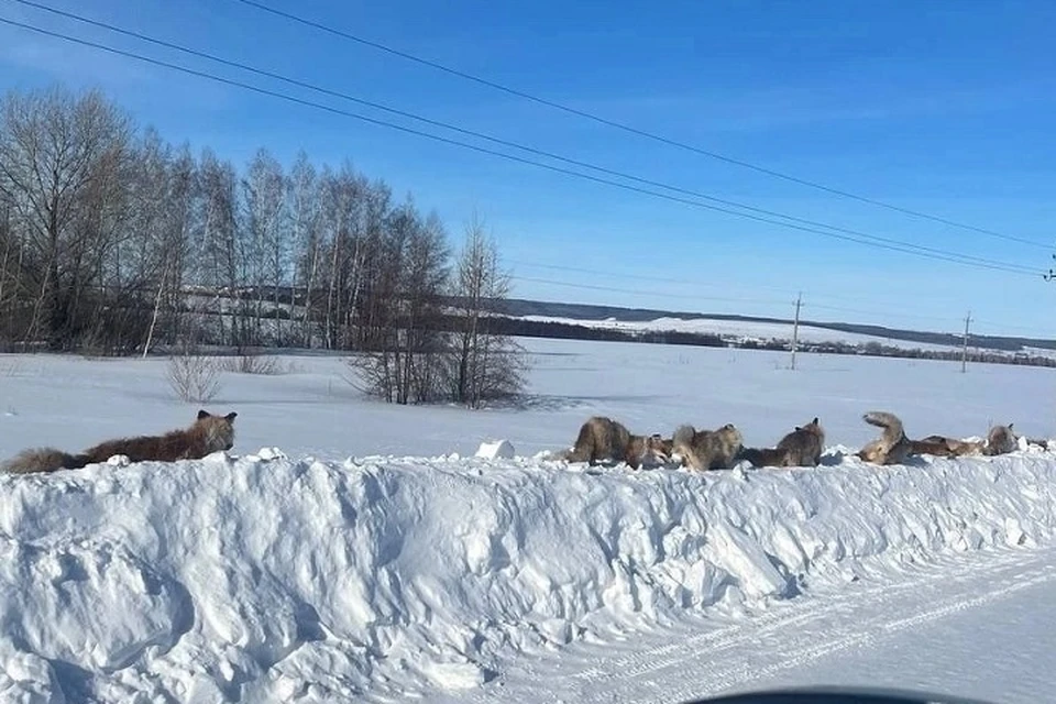 Стаю мертвых зверей обнаружили на обочине трассы в Борском районе / Фото: vk.com/probuzuluk56