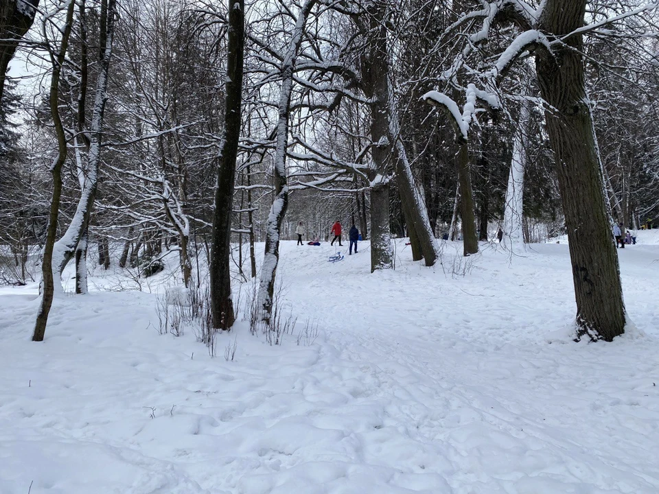 На лесничего в Югре завели несколько уголовных дел за участие в коррупционной схеме.
