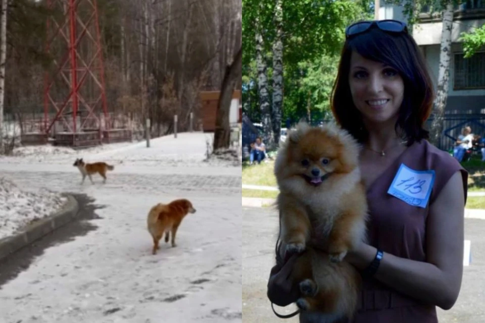 Тамара гуляла с ребенком и шпицем в парке, когда на них напала стая собак. Фото: Предоставлено Тамарой Путриной
