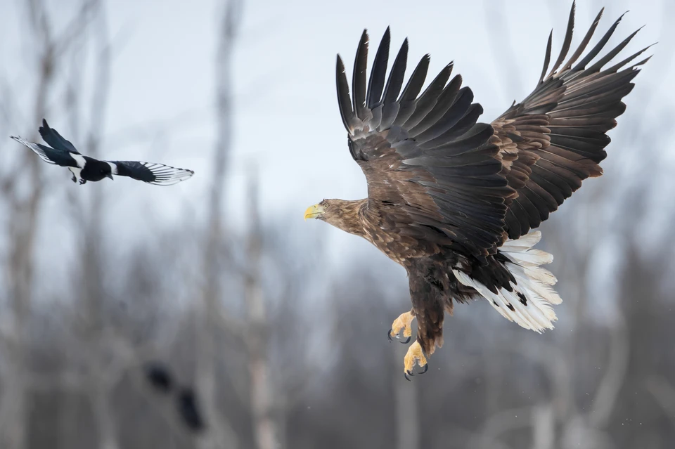 Редких хищников сложно сфотографировать. Фото: Вячеслав Ложкин