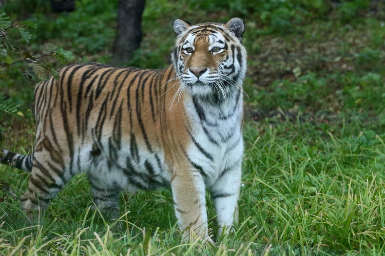 В Пензенском зоопарке скончалась тигрица Констанция