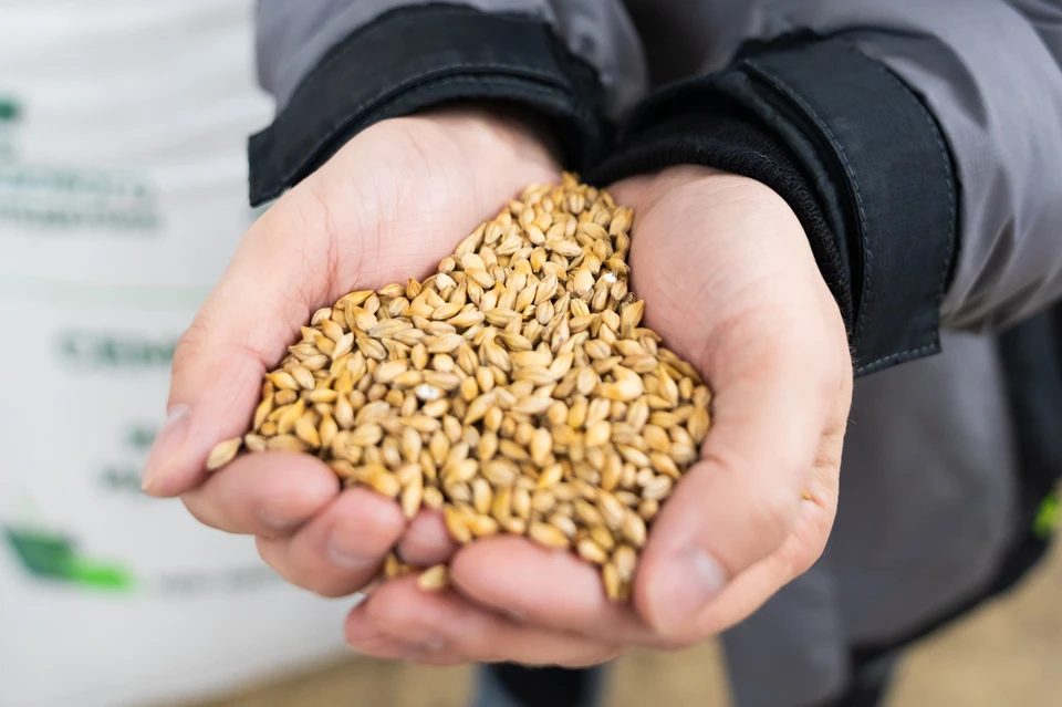 Аграрии Кузбасса будут получать 20 тысяч тонн высококачественного посевного материала в год. Фото - АПК.