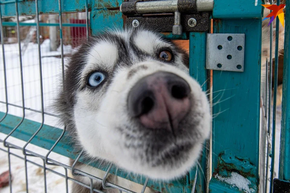 В Беларуси владельцы опасных пород собак будут обязаны пройти спецкурс. Снимок используется в качестве иллюстрации.