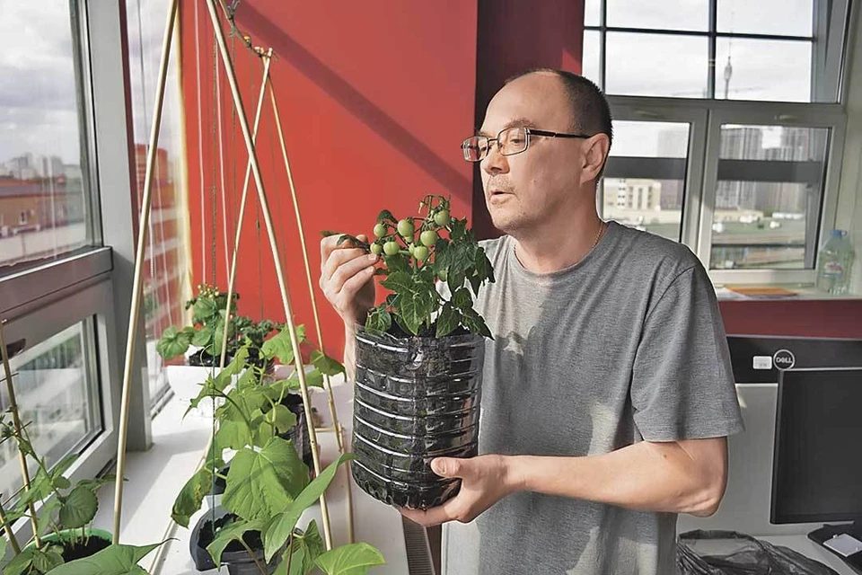 Наш спецкор Леша Овчинников не первый год выращивает на подоконниках редакции помидоры и огурцы. Отличные!