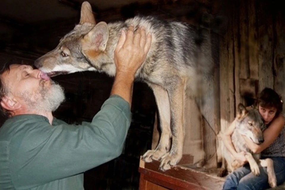 Биологи Мурашевы вырастили и подружились с двумя волками. Фото: VK/Реабилитационный центр диких животных "Ромашка"