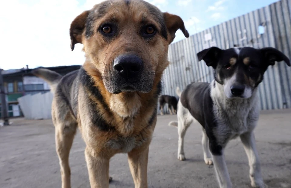 За неделю животные покусали 76 человек в Крыму