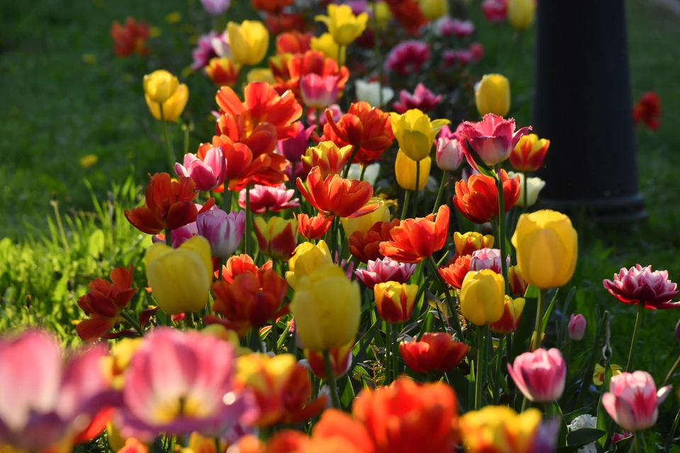 Ульяновские озеленители разобьют в парках и на улицах города 160 цветников