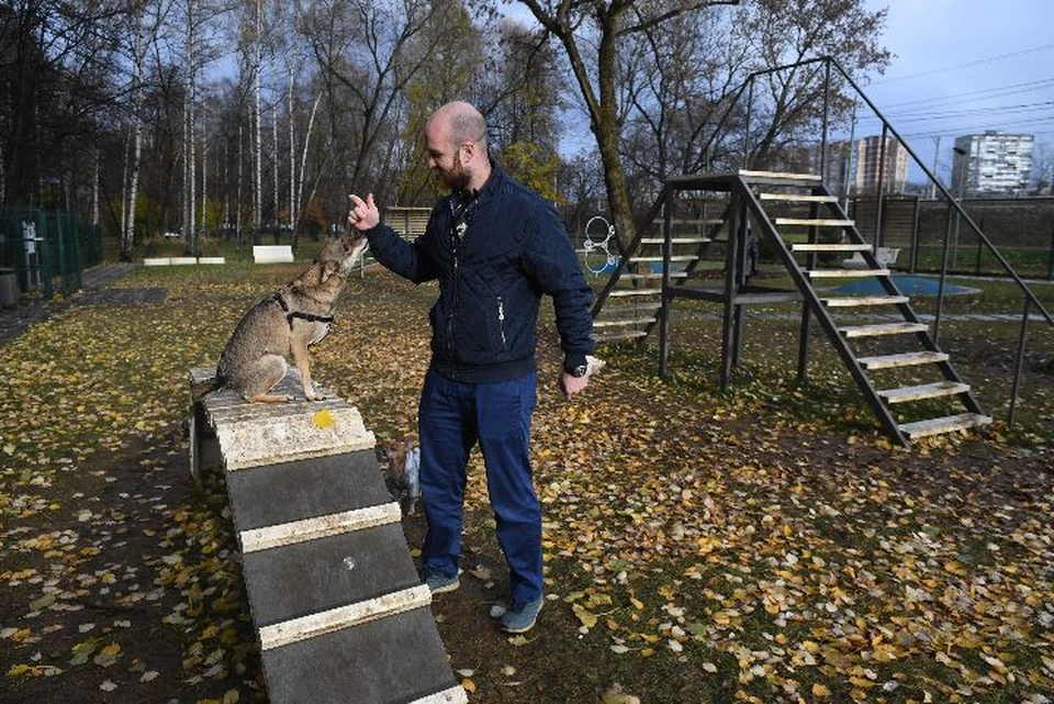 В Красноперекопском районе Ярославля в этом году планируют построить площадку для выгула и дрессировки собак.