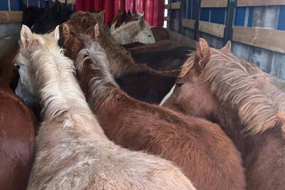 Из Оренбуржья в Казахстан хотели вывезти 84 лошади. Фото: Россельхознадзор Оренбуржья