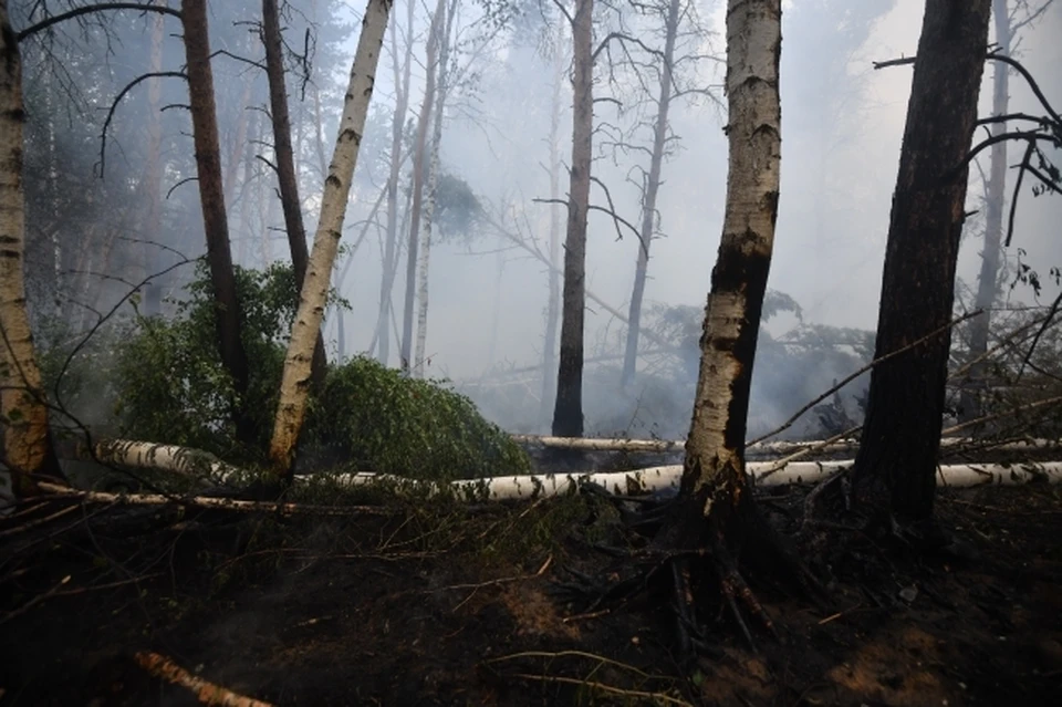 Первые лесные пожары зафиксировали в Хабаровском крае