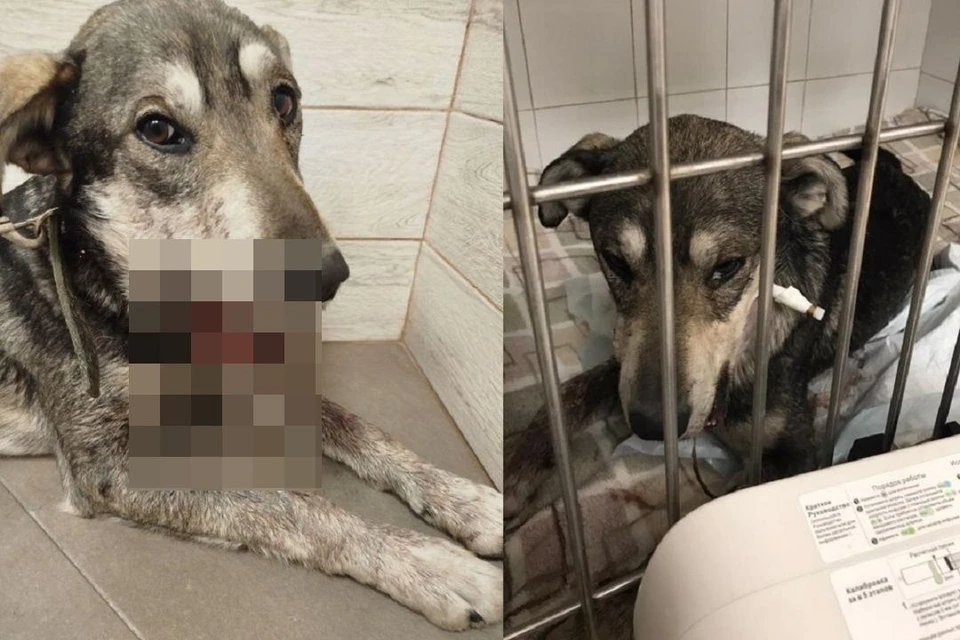 Новосибирские ветеринары спасают пса, которому вставили петарду в пасть.
