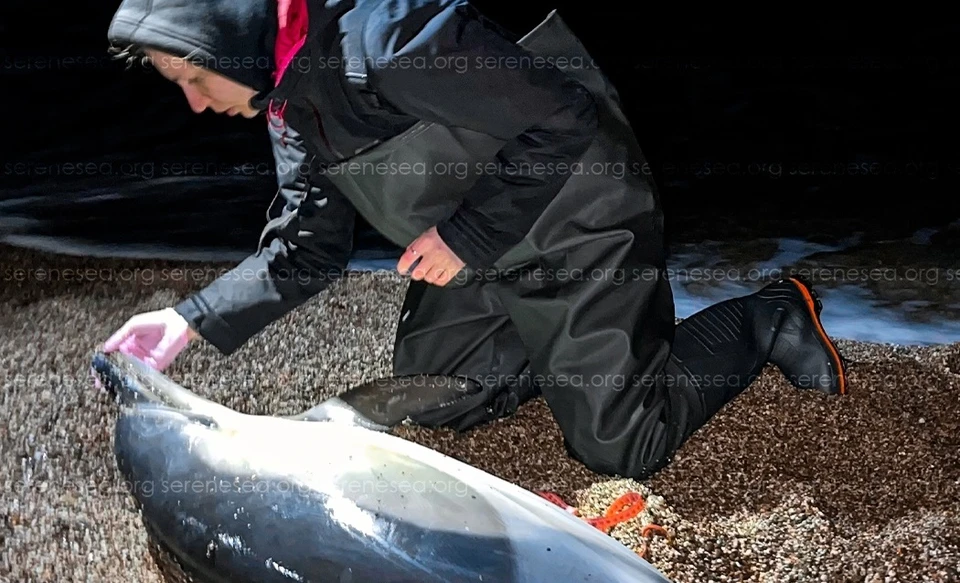 На помощь придут каждому найденышу. Фото: Центр реабилитации дельфинов «Безмятежное Море»