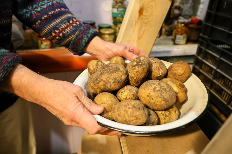 6% опрошенных картофель решили выращивать впервые.