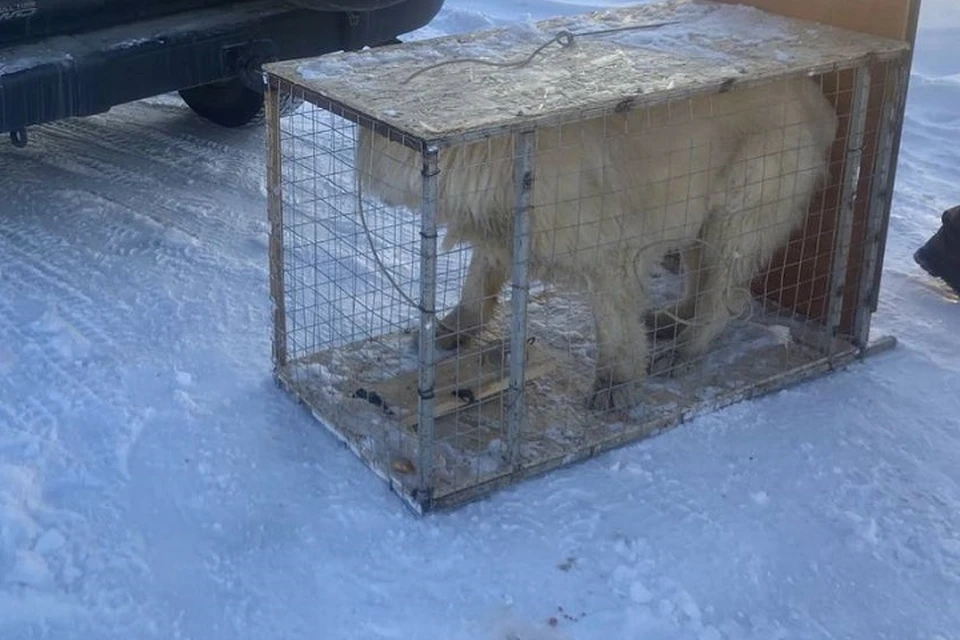 Владельца пса до сих пор ищут Фото: управа Гагаринского округа Якутска