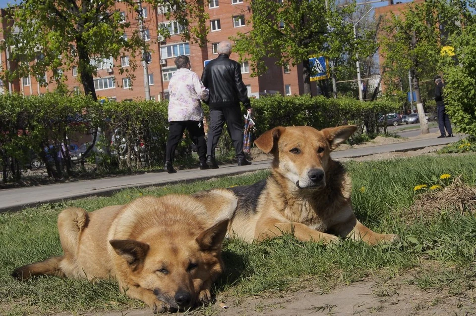 С начала 2024 года в Донском безнадзорные собаки покусали 84 человек