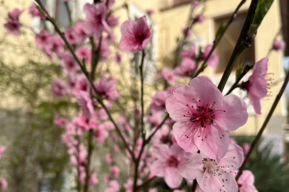 Севастополь цветет и благоухает.